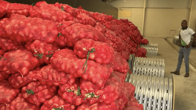   Barbados launches onion escalation project to cut $325M food import bill