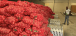 Barbados launches onion escalation project to cut $325M food import bill