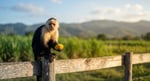 Could Jamaica face a monkey crisis like St Kitts?