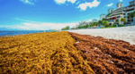 The Sargassum starts in Africa — but the Caribbean pays the price