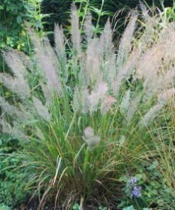 Grasses; Sedges and Rushes