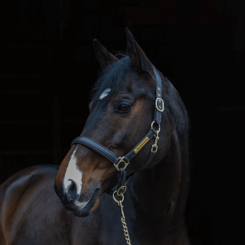 Halters & Lead Ropes