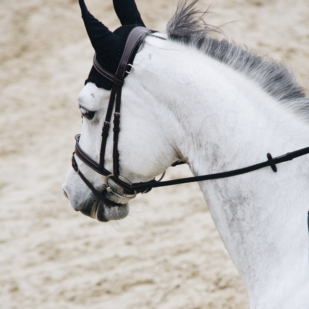 Bridle Mela Brown Decor - INOX