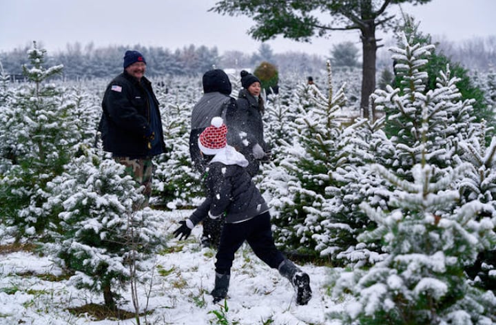 Get That Family Christmas Tree At Richardson Tree Farm