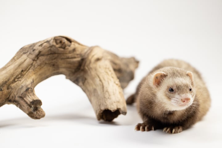 Wild World: Miracles In Conservation is a Dynamic Live Exhibit