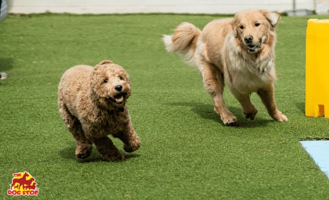 The Dog Stop