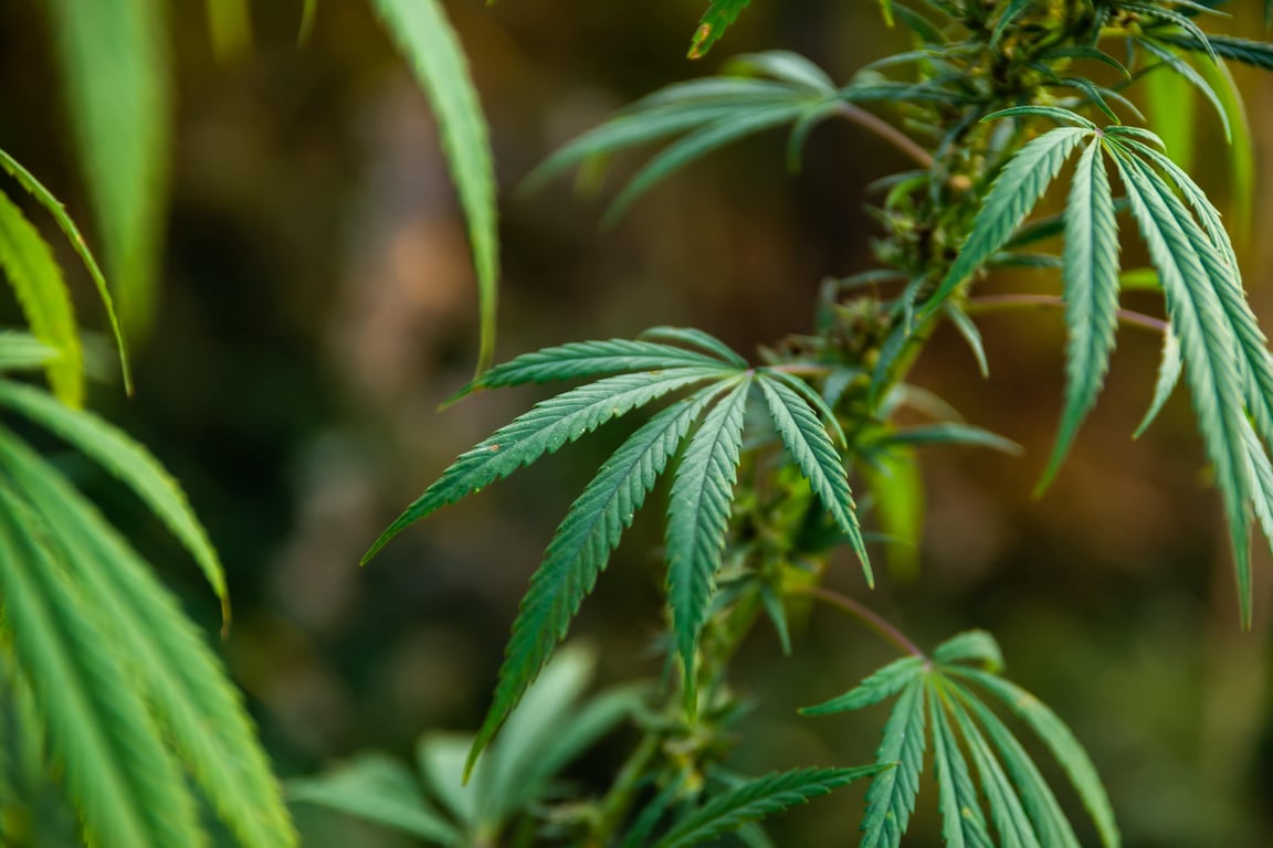 Fotografía de una planta de Marihuana, color verde, con hojas delgadas y dentada.