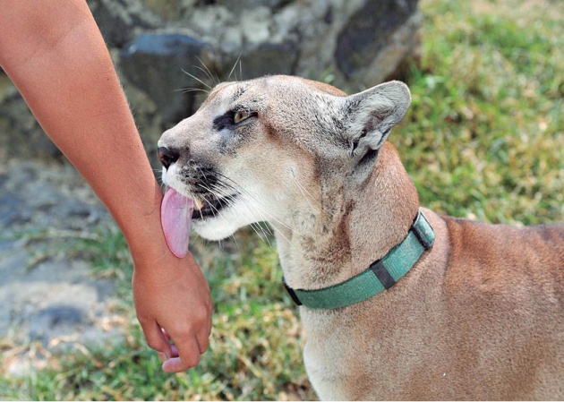 Fotografía de un puma, un felino de gran tamaño con pelaje de color beige, que está lamiendo el brazo de una persona.