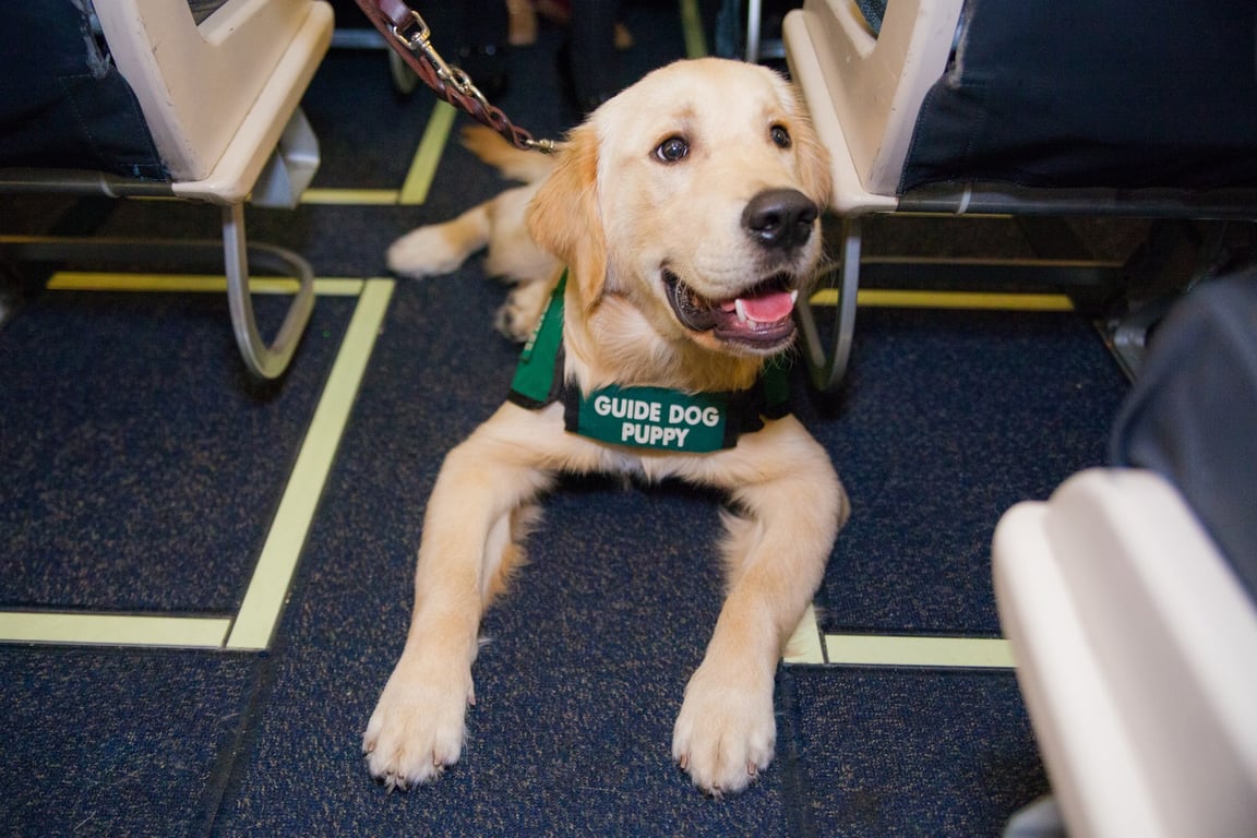 Perro guía raza golden retriver sentado en el piso de un avión.