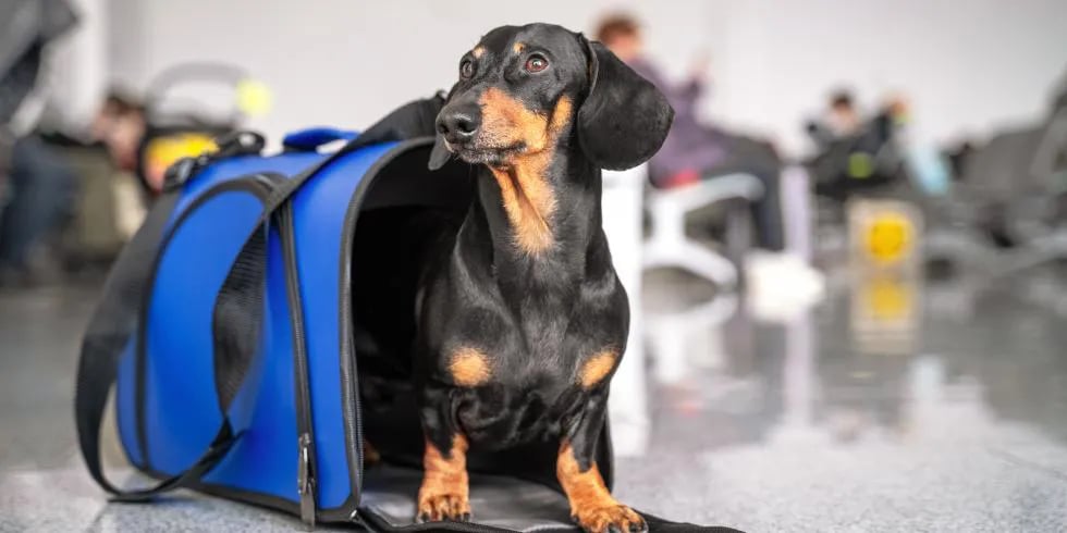 Perro salchicha en una transportadora esperando en la sala del aeropuerto.