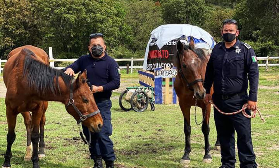 Dos caballos rescatados acompañados de dos cuidadores.