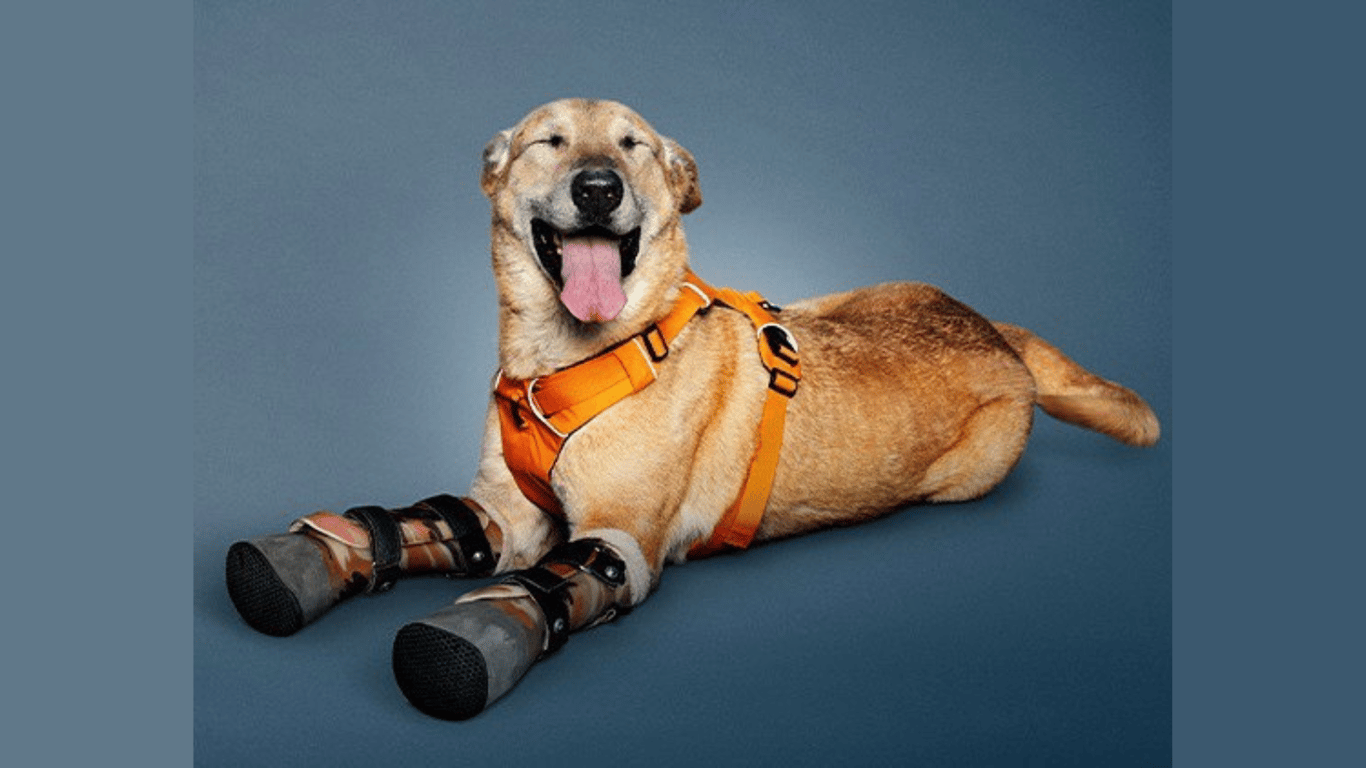 Pay de Limón, perro de raza mediana que utiliza dos prótesis en sus patas delanteras, sonríe a la cámara con sus ojos cerrados.