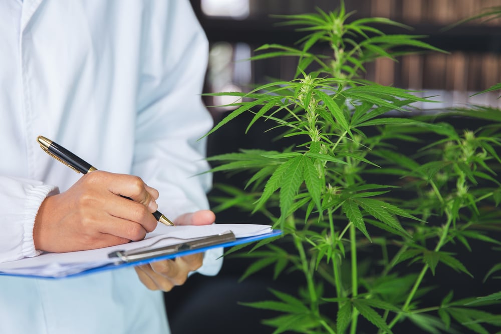 Investigador analizando una planta de cannabis.