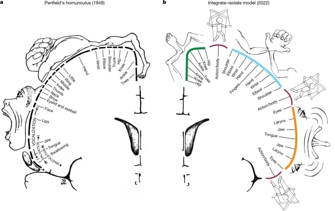 Gráfica de ambos hemisferios de un cerebro