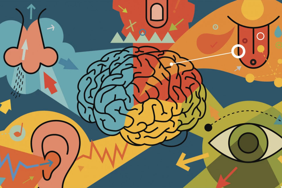 Ilustración con una cerebro conectado a cinco elementos que representan los sentidos: olfato, gusto, tacto, vista y oído