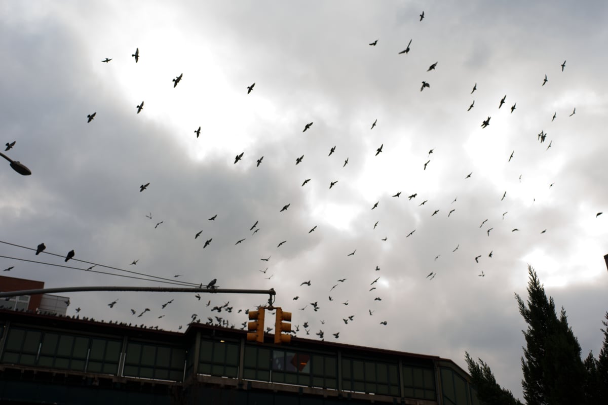 jackson heights—sunnyside 2025-12-07-1.png