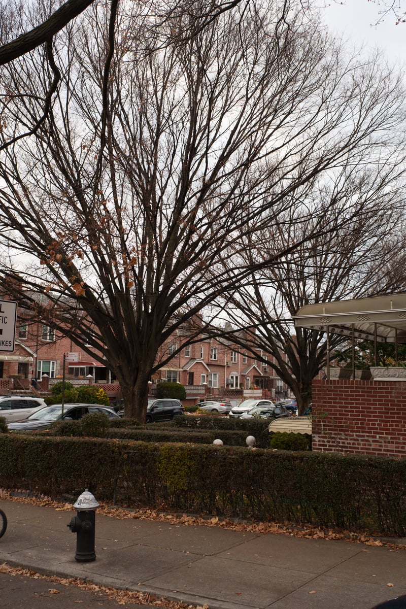 jackson heights—sunnyside 2025-12-07-21.png