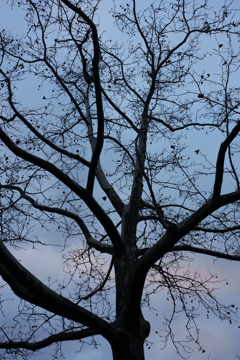 jackson heights—sunnyside 2025-12-07-60.png