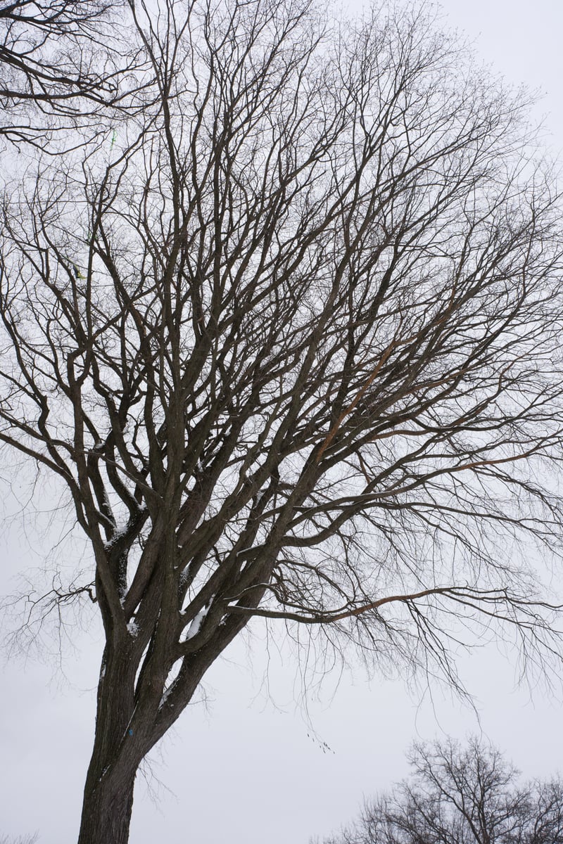 snow 2025-12-27-67.png