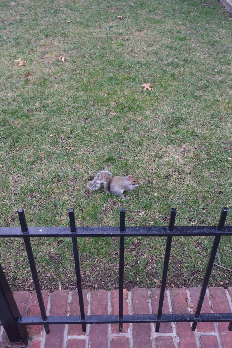 jackson heights—sunnyside 2025-12-07-17.png