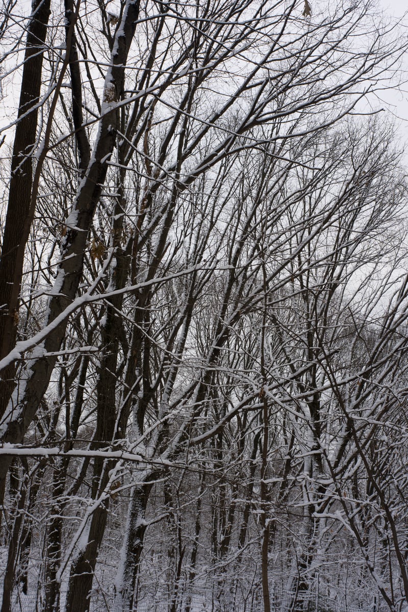 snow 2025-12-27-99.png