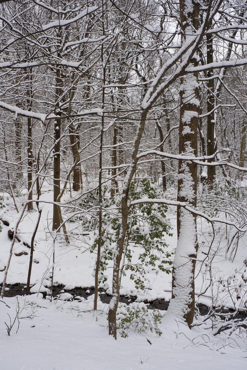 snow 2025-12-27-82.png