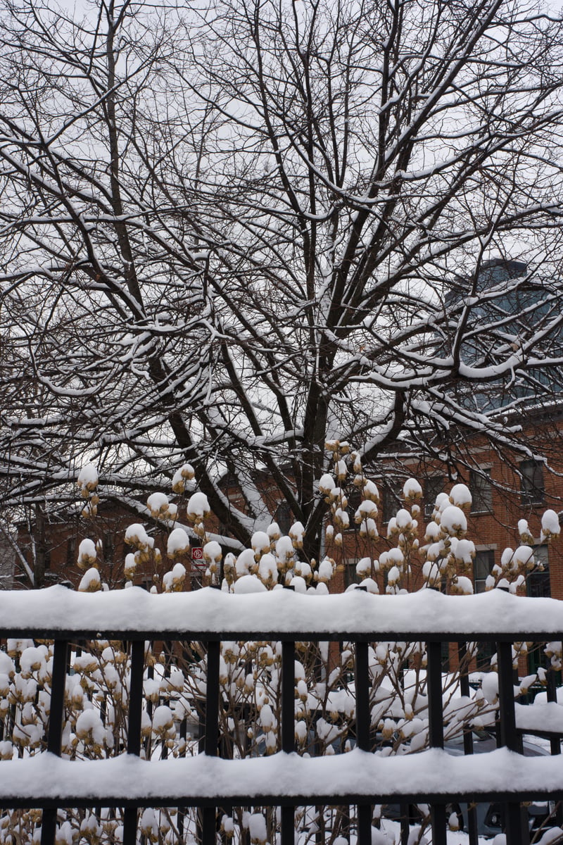 snow 2025-12-27-10.png