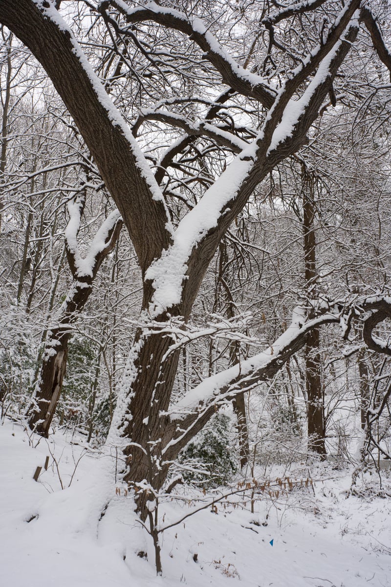 snow 2025-12-27-84.png
