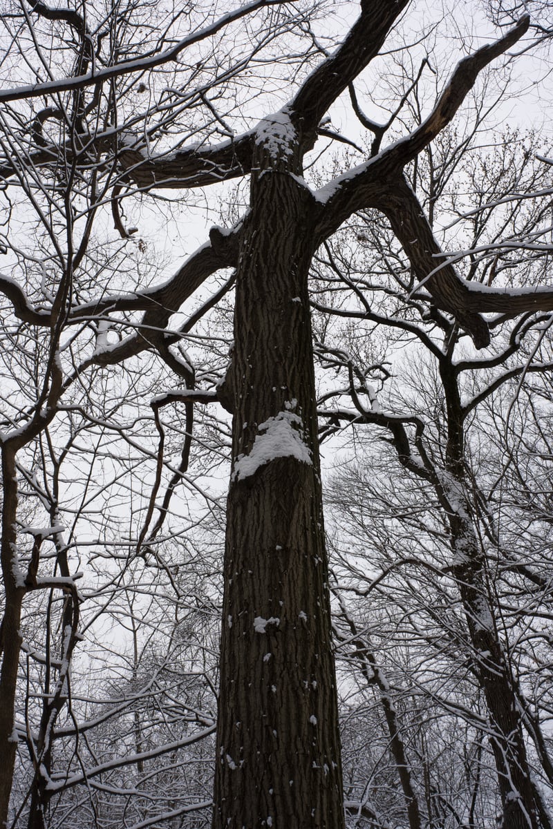 snow 2025-12-27-86.png
