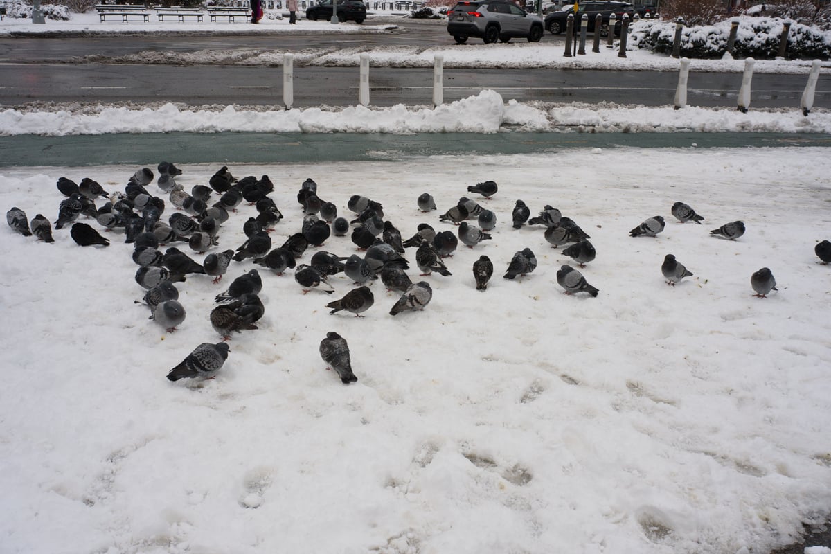 snow 2025-12-27-112.png