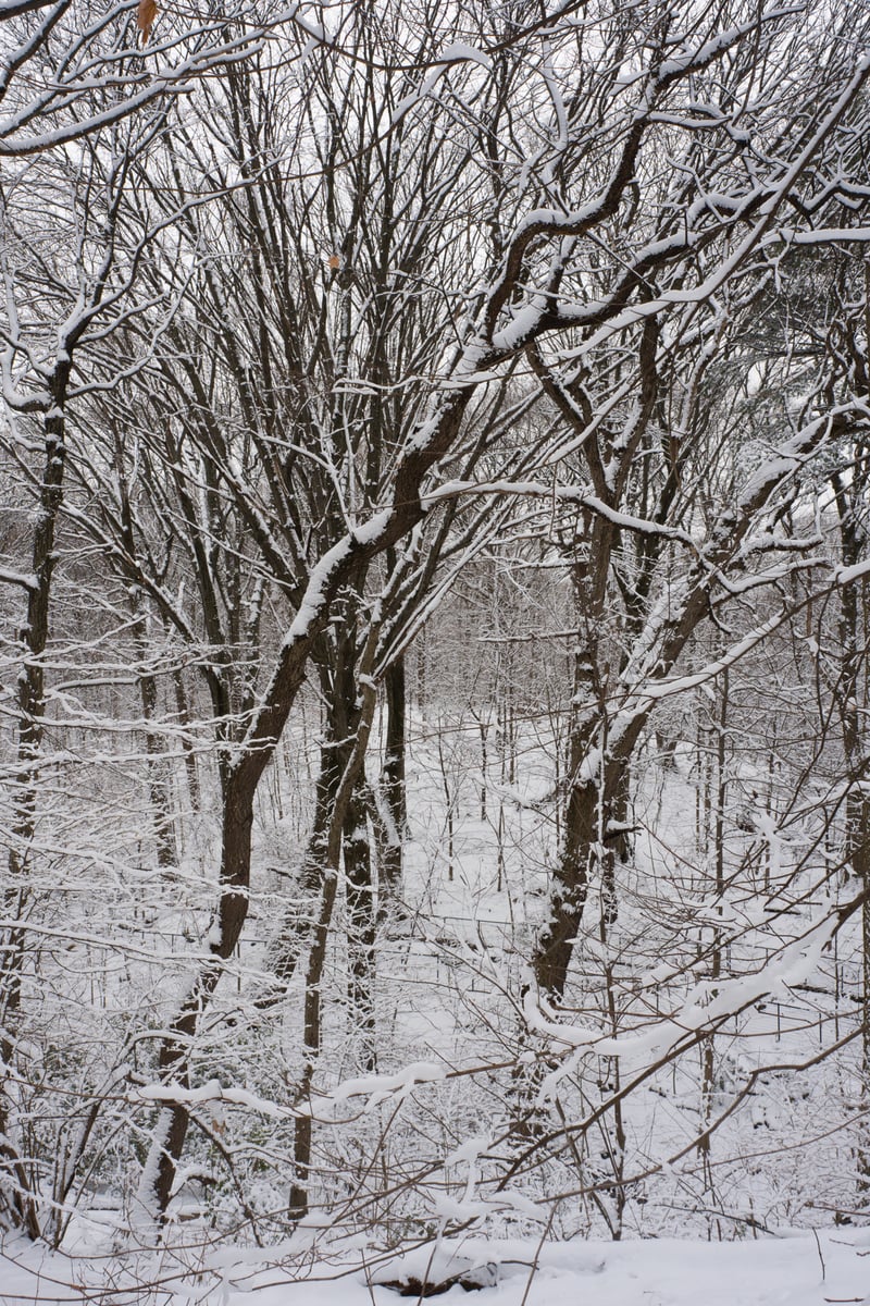 snow 2025-12-27-97.png