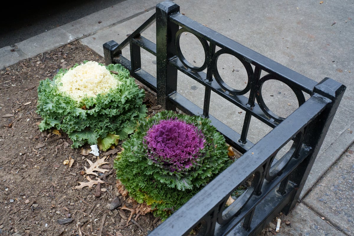 jackson heights—sunnyside 2025-12-07-11.png