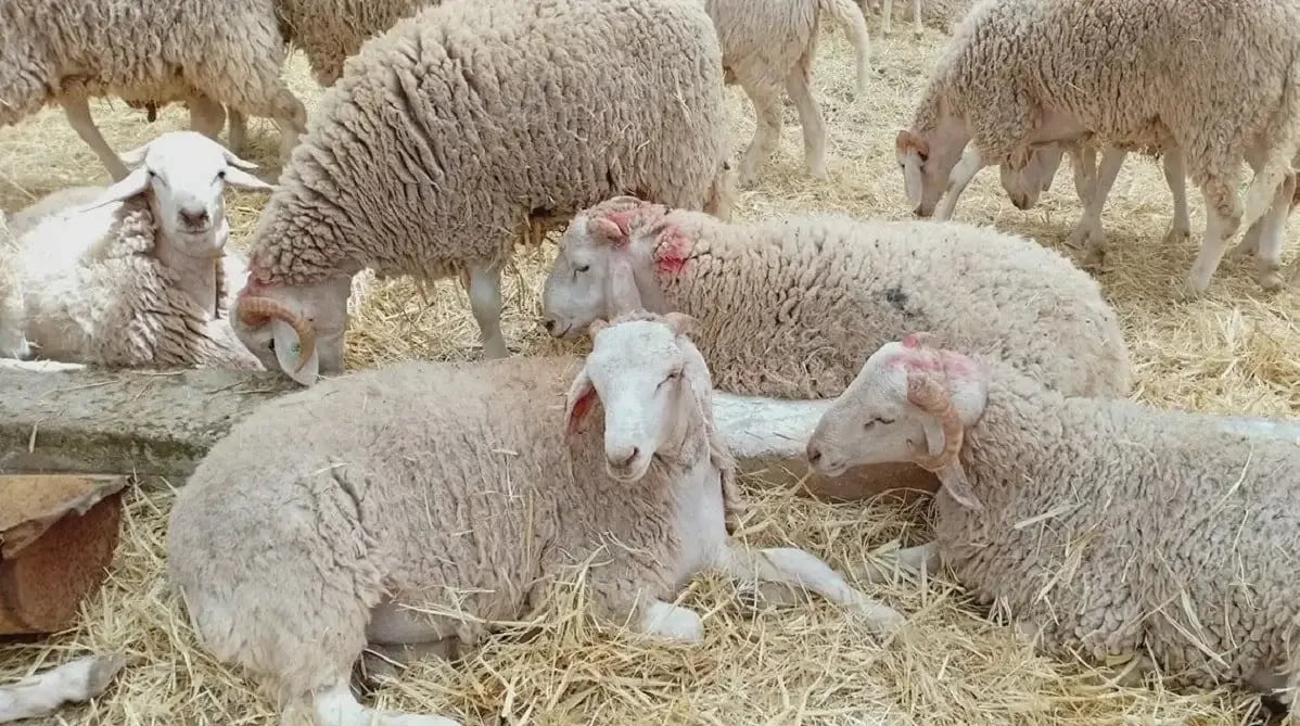 Moutons en Algérie : pourquoi les prix s'envolent ?