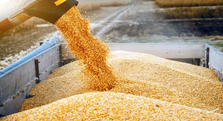 Algérie : rendements record de céréales dans le Sahara