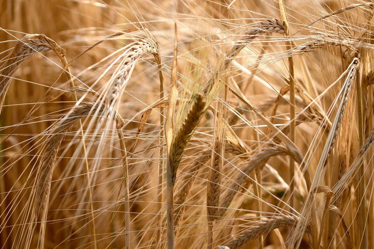 Commodities / Markets