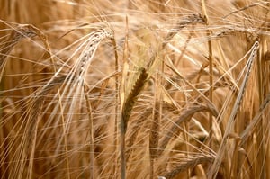 Commodities / Markets