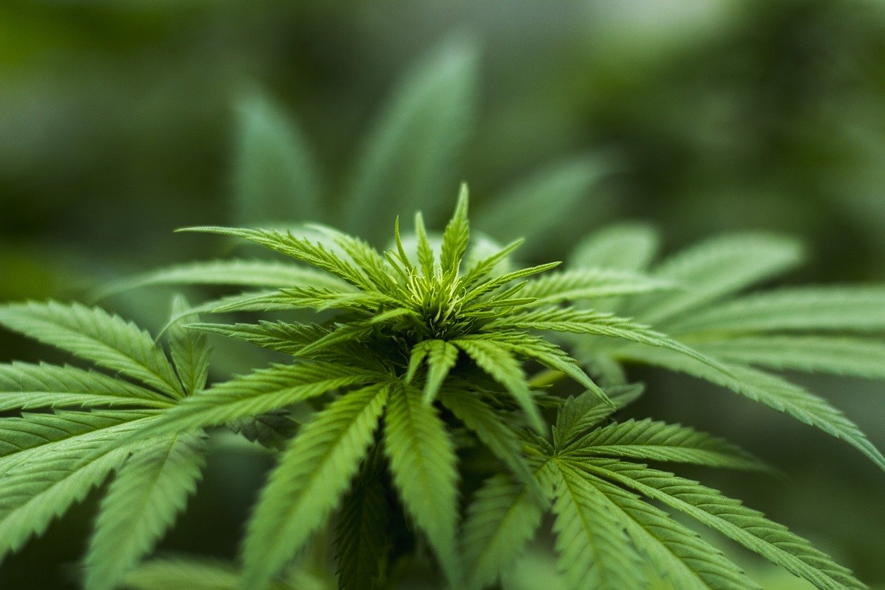 Medicinal cannabis