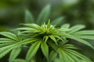 Medicinal cannabis