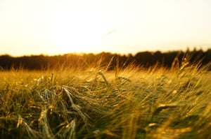 Plant Health