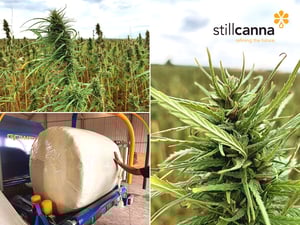StillCanna