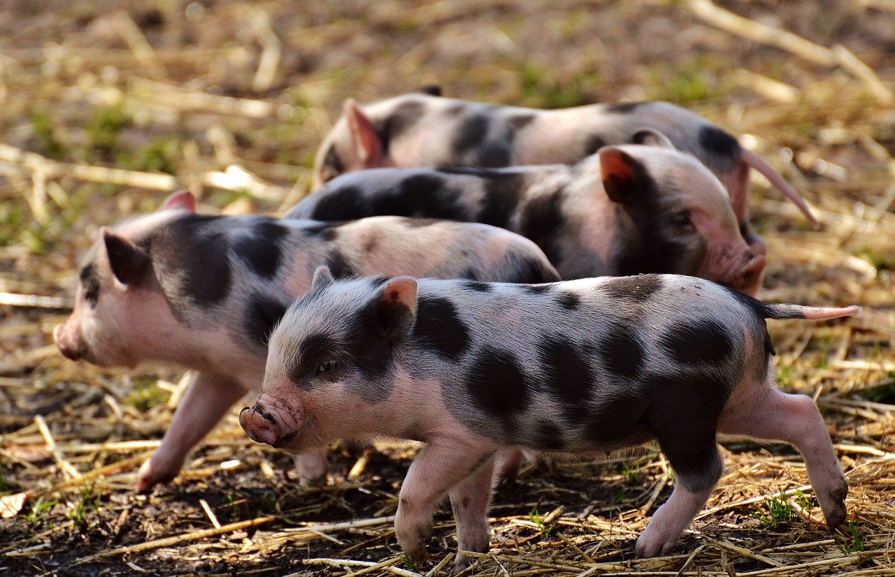 AIVLOSIN IN PIGS