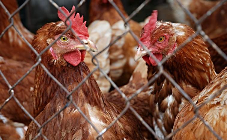 ECO Animal Health Group