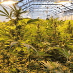 Zoetic International CBD
