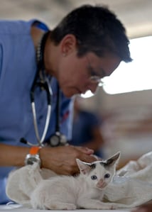 veterinary