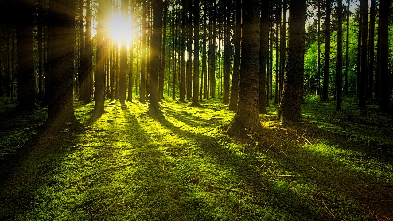 forestry investment