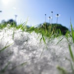 Allergy Therapeutics