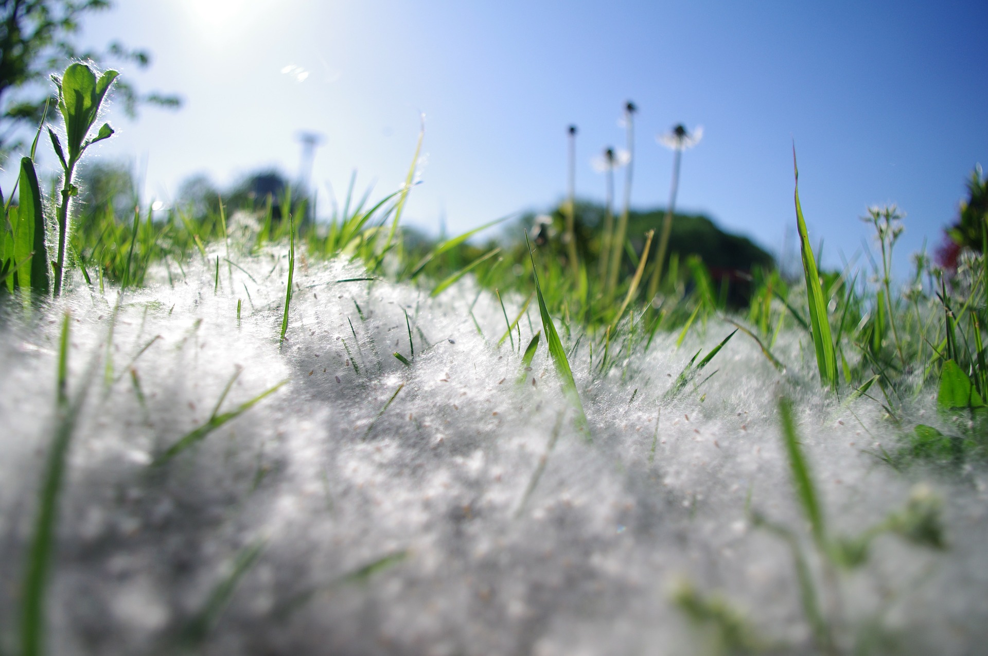 Allergy Therapeutics