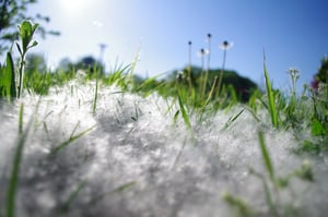 Allergy Therapeutics