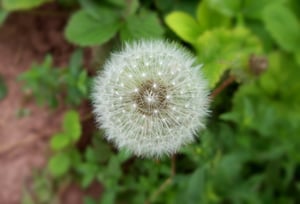 Allergy