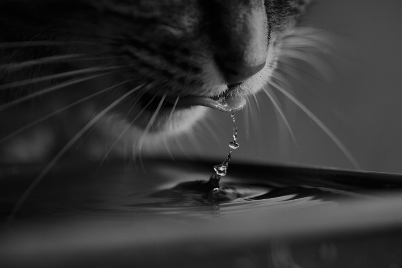 Water purification